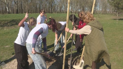 Faültetés és facsemete osztás a Baksában